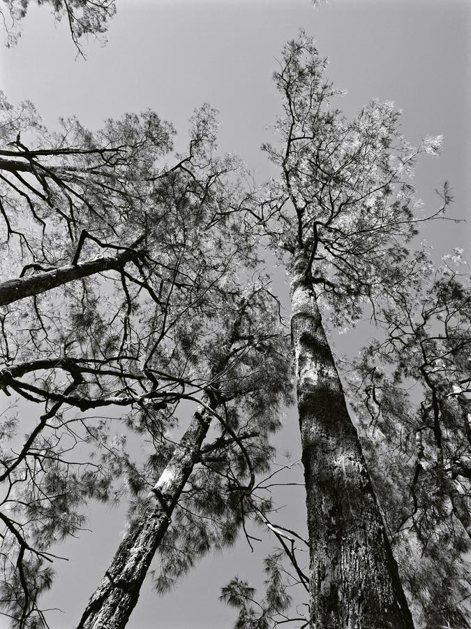 Black and white pine tree. stock photo. Image of pine 204391260