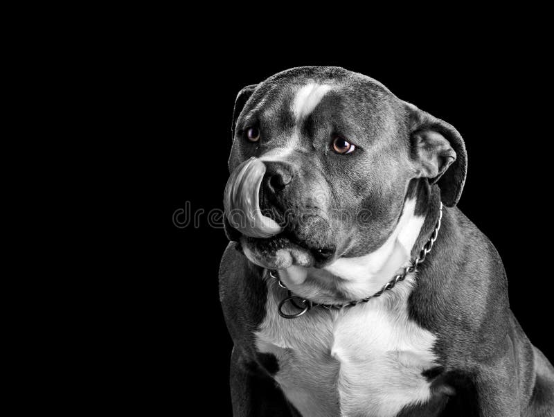 A puppy american bully dog stock image. Image of adorable - 179063305