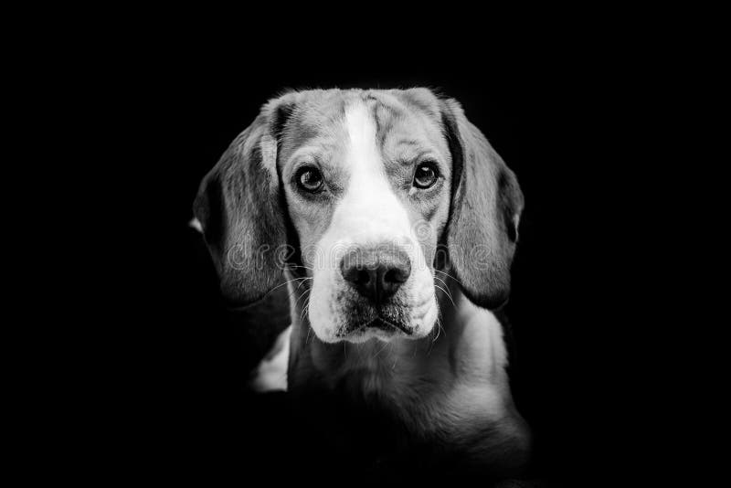 Black and White Portrait of a Beagle Dog Stock Photo Image of studio