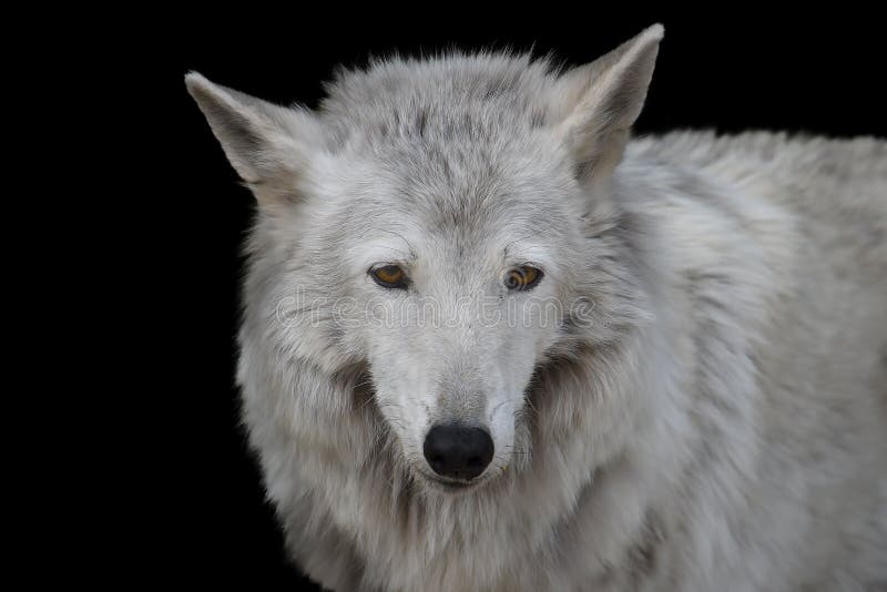389 Yellow Wolf Eyes Wild Animal Nature Stock Photos - Free & Royalty-Free Stock Photos from Dreamstime 389 Yellow Wolf Eyes Wild Animal Nature Stock Photos - Free & Royalty-Free Stock Photos from Dreamstime