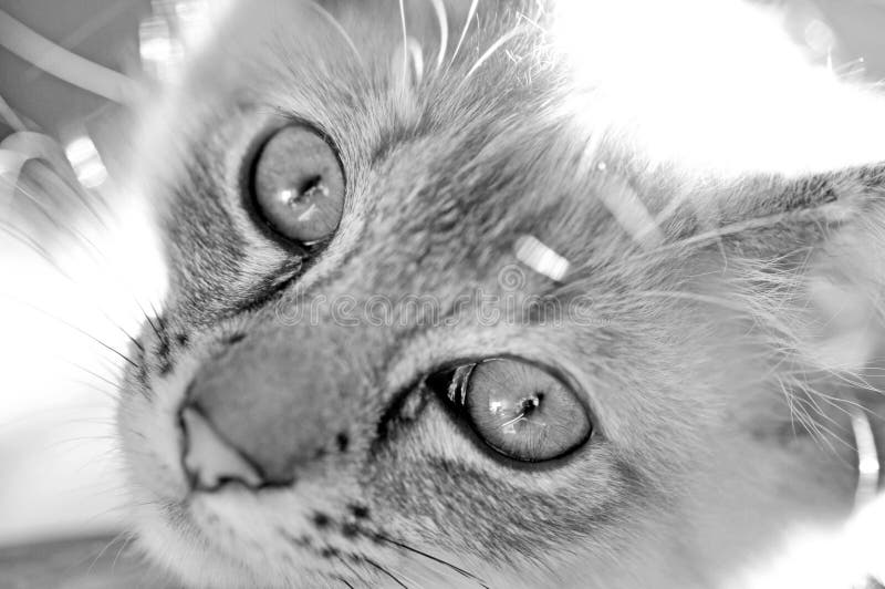 Black white portrait closeup cat eyes and face stock images Black white portrait closeup cat eyes and face stock images
