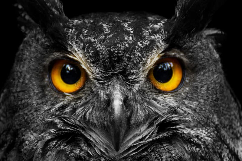 24,457 Owl Eyes Stock Photos - Free & Royalty-Free Stock Photos from  Dreamstime