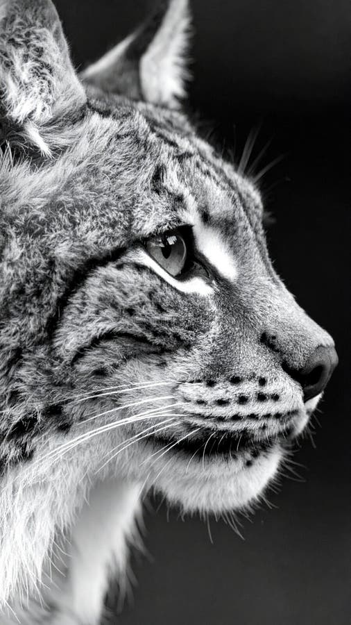 Black and white profile of a Eurasian Lynx with striking detail. Wildcat side profile stock images, royalty-free photos and pictures