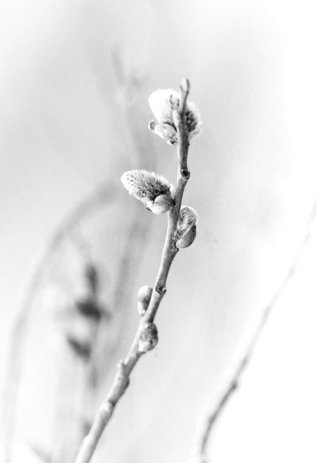 Black and white pussy willow