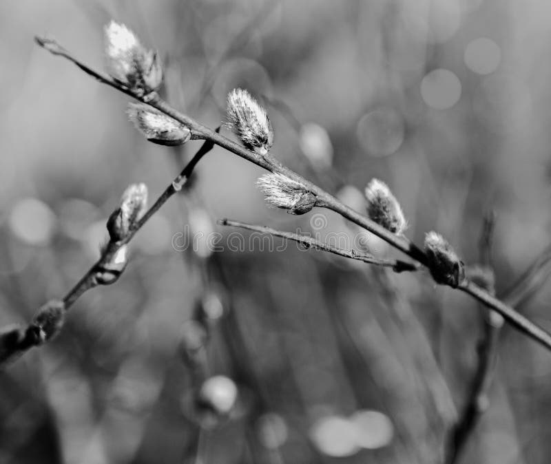 Black and White pussy willow flower sping