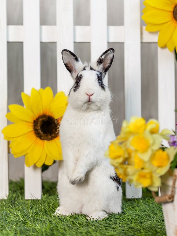 Black and white rabbit on the grass near the fence with flowers. Black and white rabbit on the grass near the fence with flowers