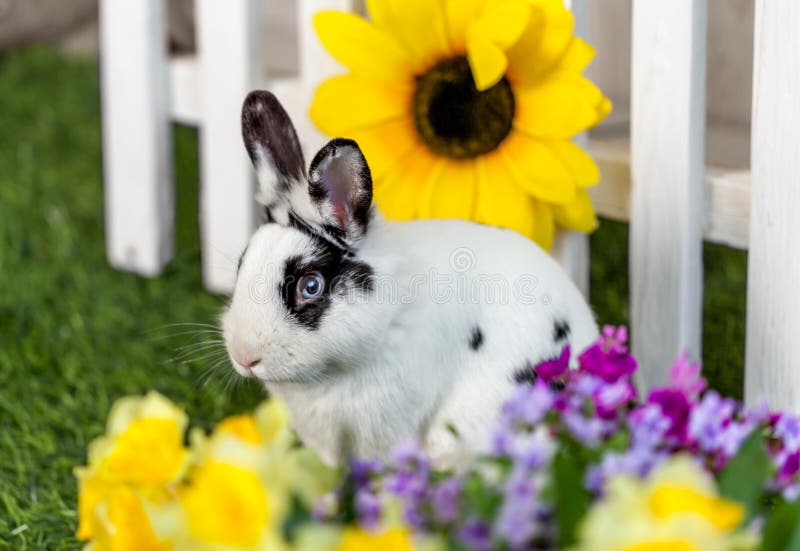 Black and white rabbit sitting on the grass in the garden with flowers. Black and white rabbit sitting on the grass in the garden with flowers