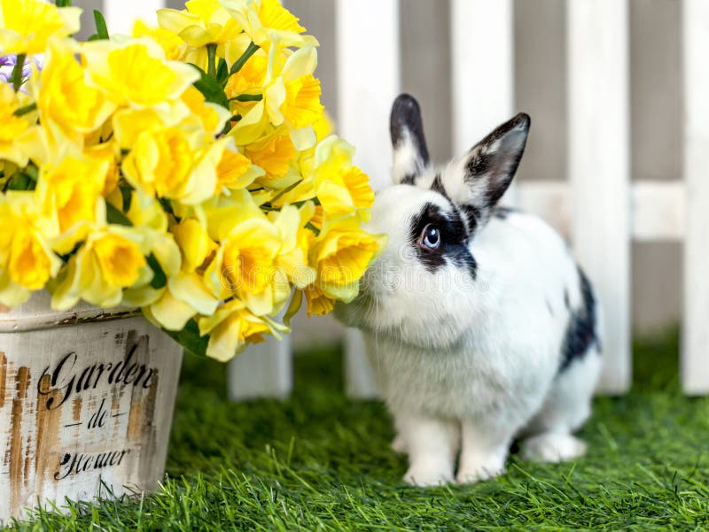 Black and white rabbit sitting on the grass in the garden and smelling the yellow flowers of the iris. Black and white rabbit sitting on the grass in the garden and smelling the yellow flowers of the iris.