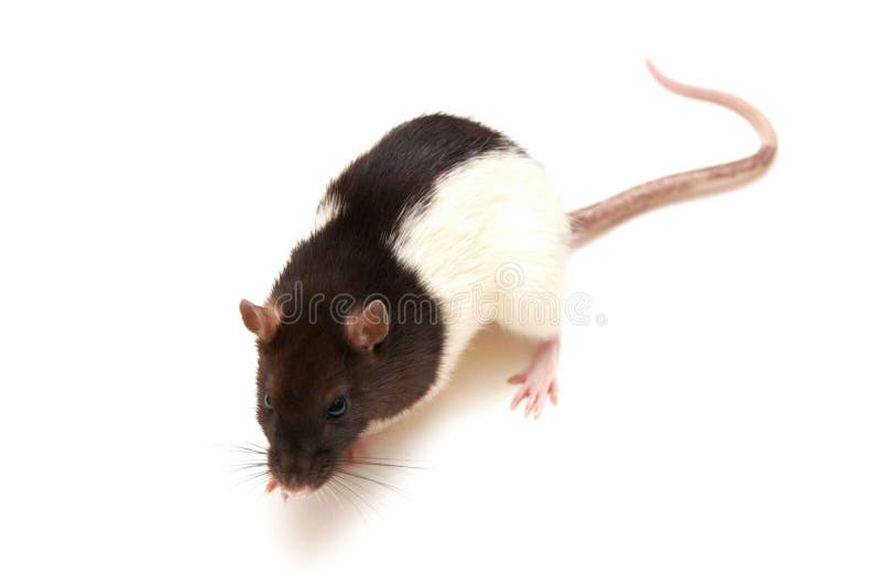 Black and white rat stock image. Image of unpleasant 10881909