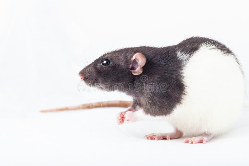 Black and White Rat Isolated on a White Background Stock Photo Image