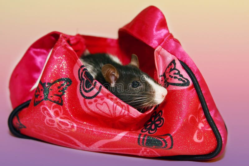 Black and white rat in purse