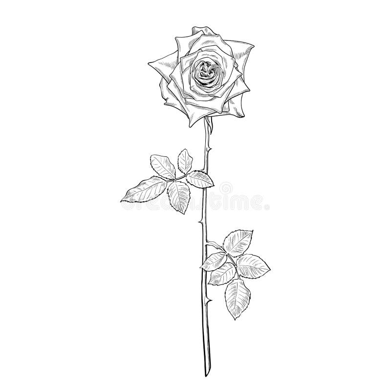 Black and White Rose Flower in Engraving Style with Leaves and Stem ...