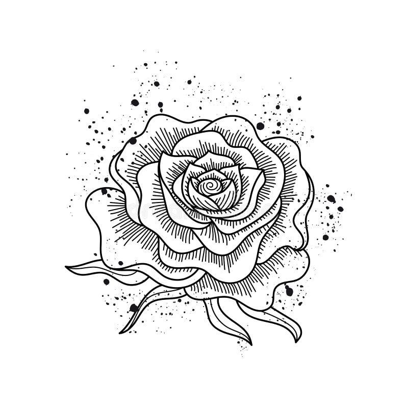Download Black And White Rose Flower Isolated Vector Stock Vector Illustration Of Element Hand 89510959