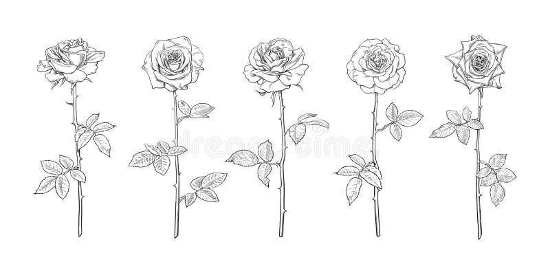 Black and white rose flower set in engraving style with leaves and stems. Decorative vector elements for tattoo, greeting card