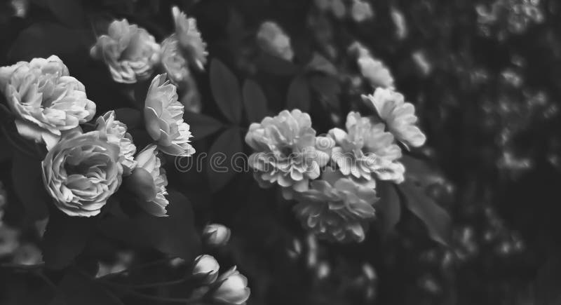 tumblr backgrounds flowers black and white