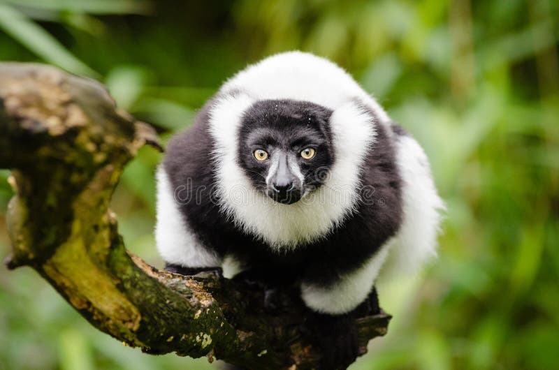 Black and white Ruffed Lemur stock image Black and white Ruffed Lemur stock image