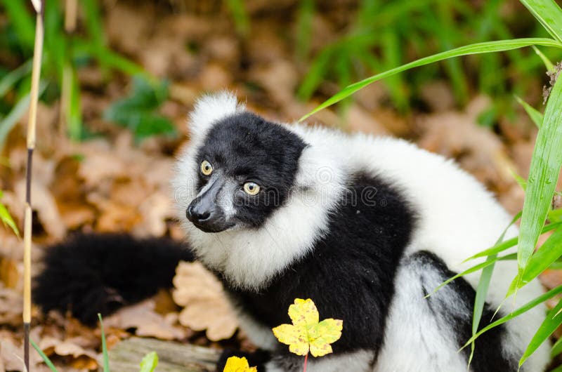 Black and white Ruffed Lemur stock photo Black and white Ruffed Lemur stock photo