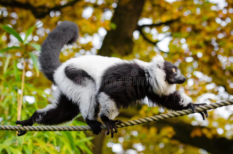 Black and White Ruffed Lemur stock photos Black and White Ruffed Lemur stock photos