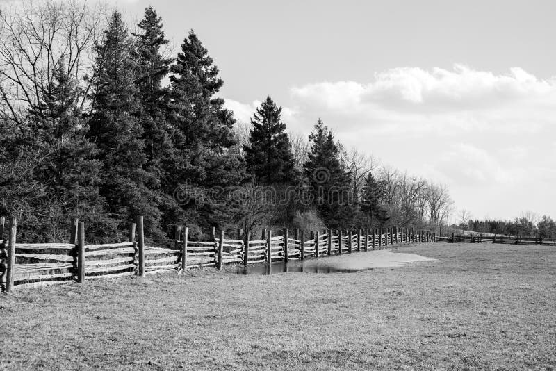 Black and white rural scene, field, wooden fence and tall pine t
