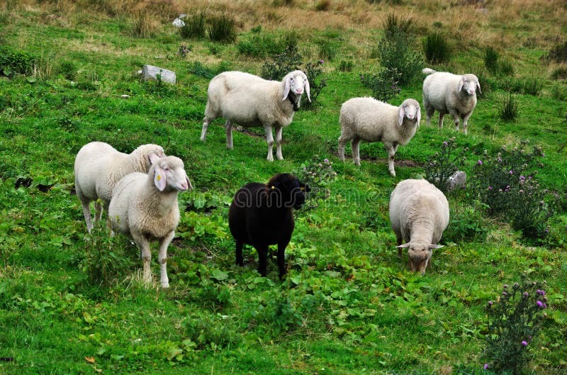 Black and white sheep