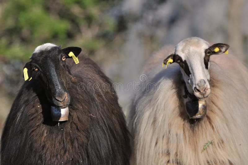 Black and White Sheep Looking To the Face Editorial Photo Image of
