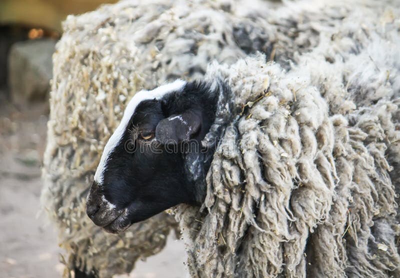 Black and white sheep stock image. Image of countrye 117124171