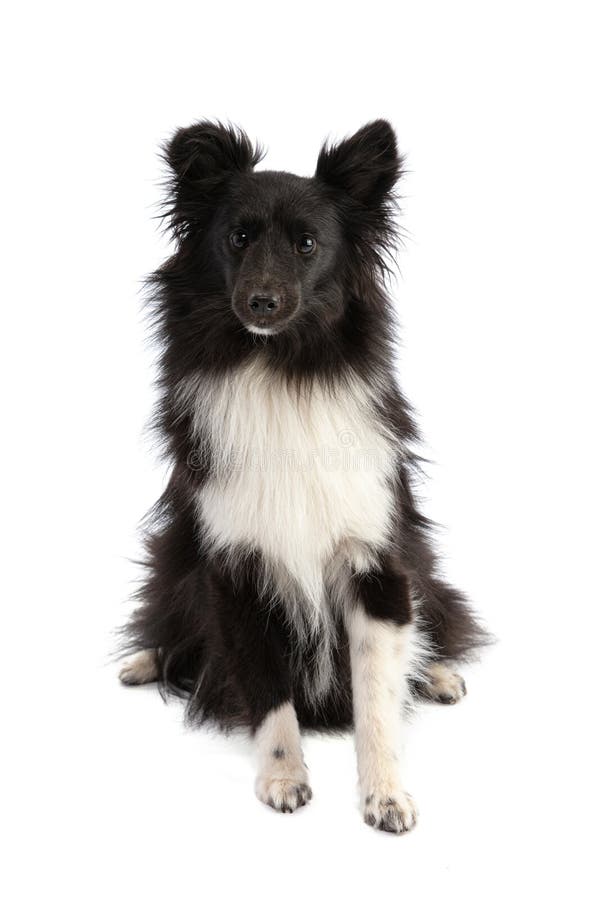 Black And White Shetland Sheepdog Stock Photo Image of white