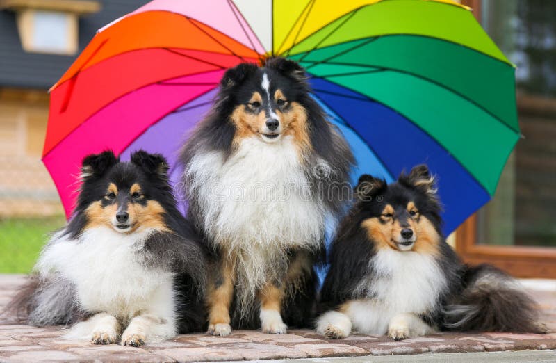 Shetland Sheepdog Umbrella Shetland Sheepdog Umbrella