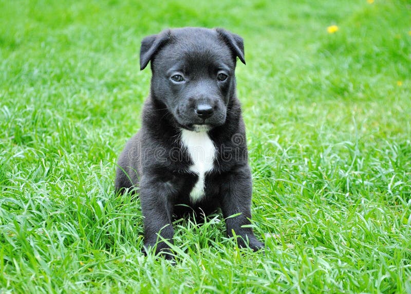 Black And White Short Coated Puppy Sitting On Green Grass Free Public Domain Cc0 Image
