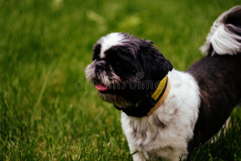 79+ Shih Tzu Black And White