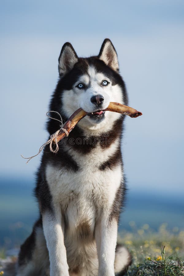 Black and white Siberian husky sitting on a mountain on the background of the lake and the forest and eats treats. The dog on the