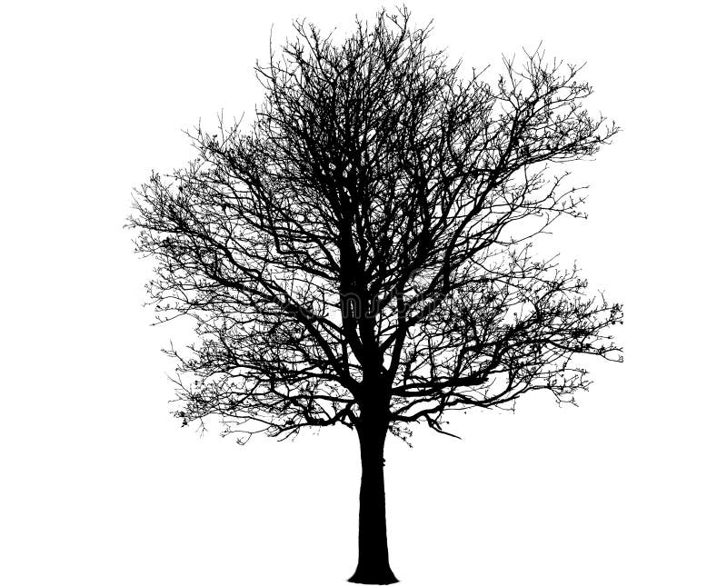 Black And White Silhouette Of Bare Winter Cherry Tree Stock Image Image Of Cherry Object