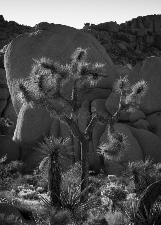 Joshua Tree Black White Silhouette Stock Photos - Free & Royalty-Free ...