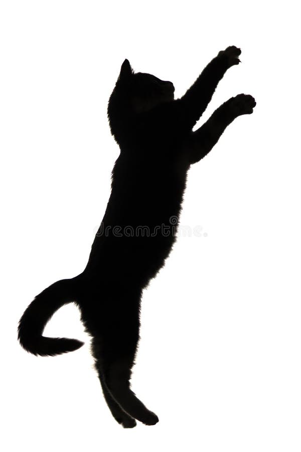 8+ Thousand Cat Profile Silhouette Royalty-Free Images, Stock Photos &  Pictures