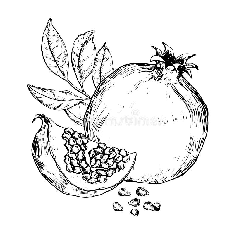 Black and White Sketch of Pomegranate Fruits and Leaves. Stock Vector ...