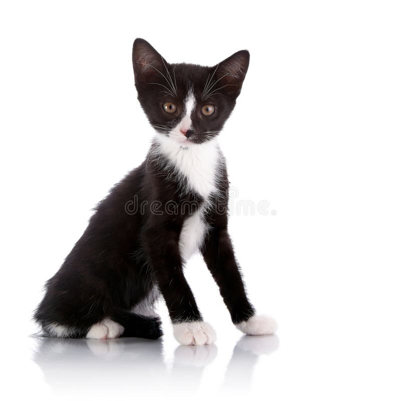 Black and White Small Kitten Stock Photo - Image of kitten, small: 36701982