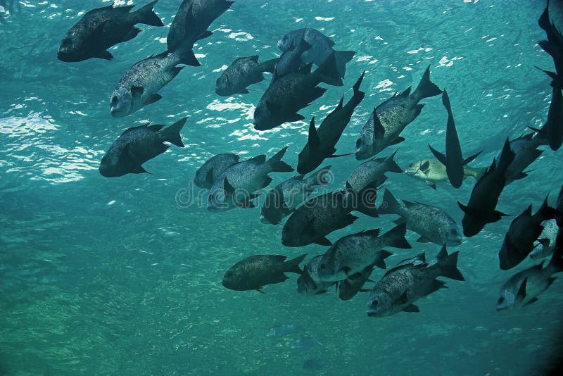 Black and white snapper (Macolor niger)