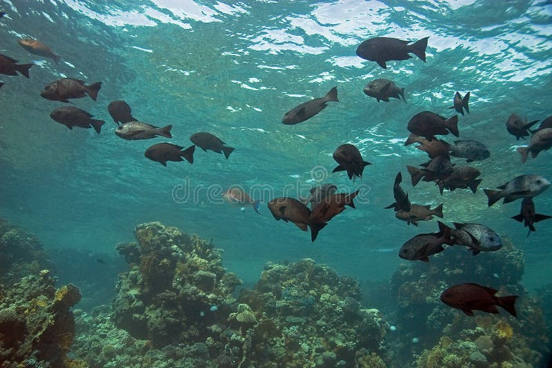 Black and white snapper (Macolor niger)