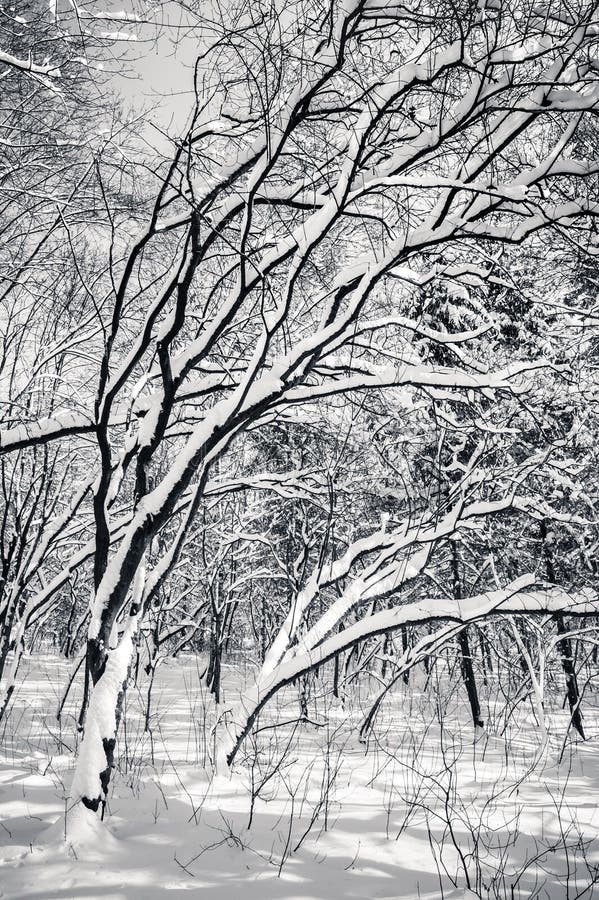 Black and white snow covered winter trees