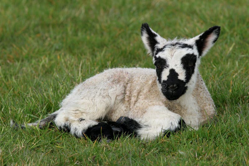 Black and White Speckled Lamb