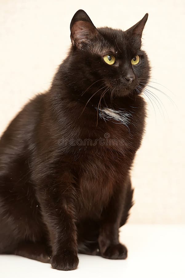 Black with a White Spot on the Chest Funny Cat Stock Image Image of