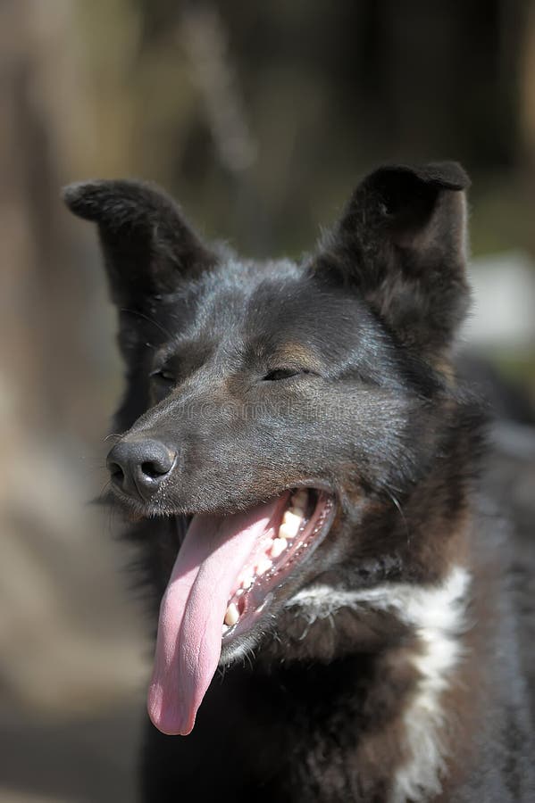 Black With A White Spot Purebred Dog Stock Photo Image Of Hair