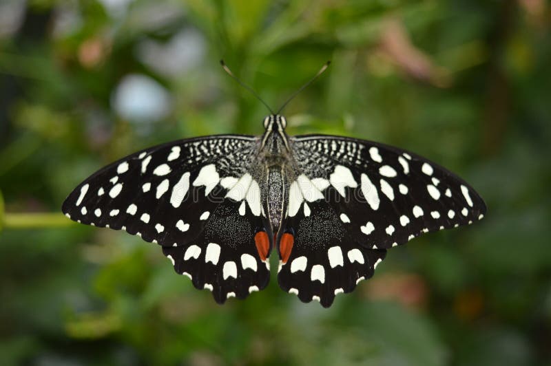 Black spotted butterfly stock photo. Image of closeup 15019100