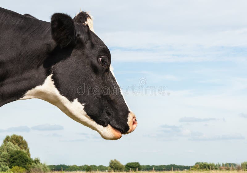 Black and white spotted cow from close