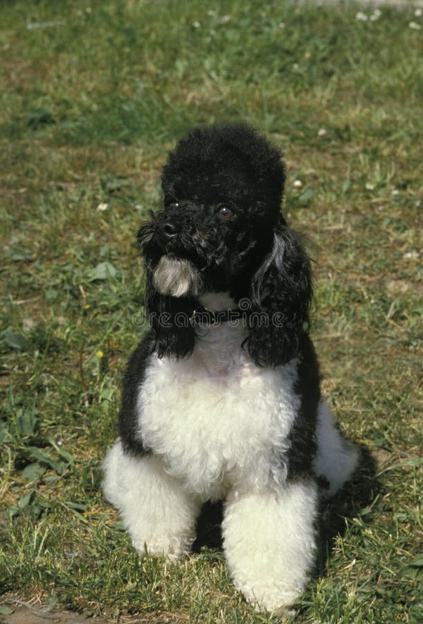 Black and White Standard Poodle Dog Stock Image Image of familiaris
