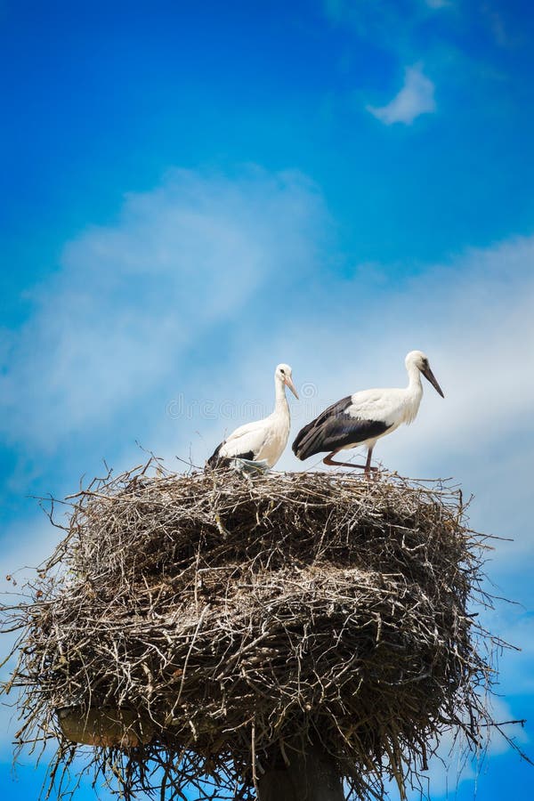 Black and white storks in nest on blue sky background