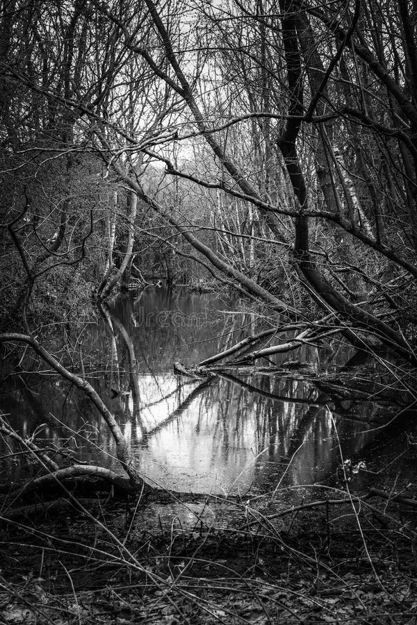 A Black and White Stream or Brook in the Woods Stock Image - Image of ...