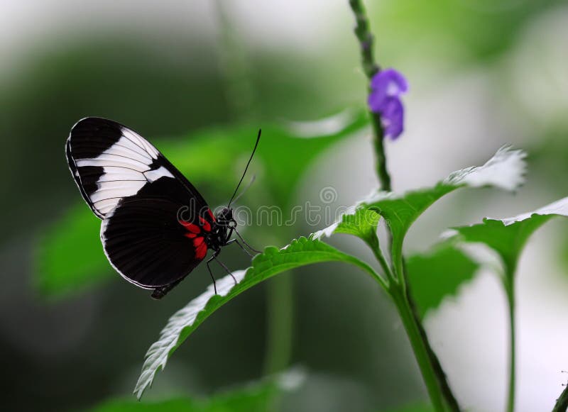 The Black White Stripe Butterfly Sitting on Green Leave Stock Image Image of macro, black