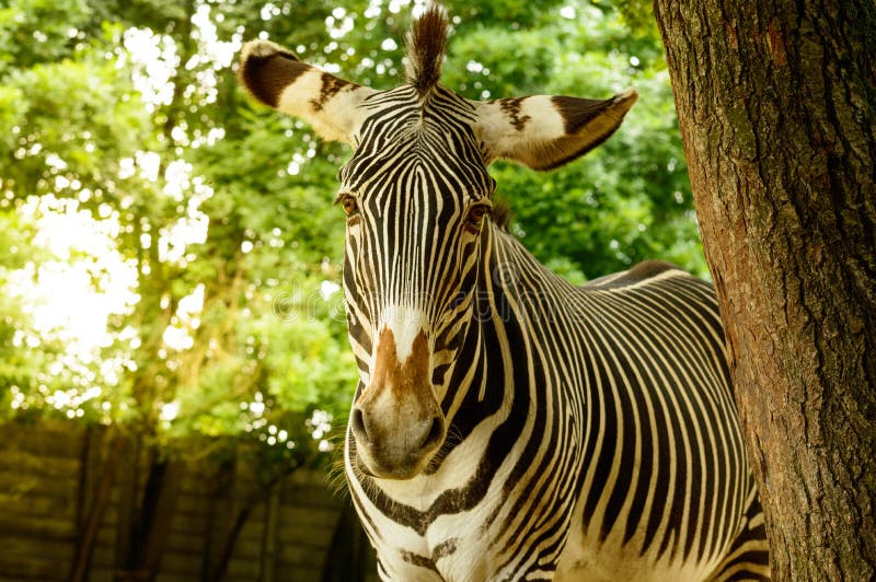 Black and White Striped Zebra BÃƒÂ¶hmova Walks among the Trees Stock