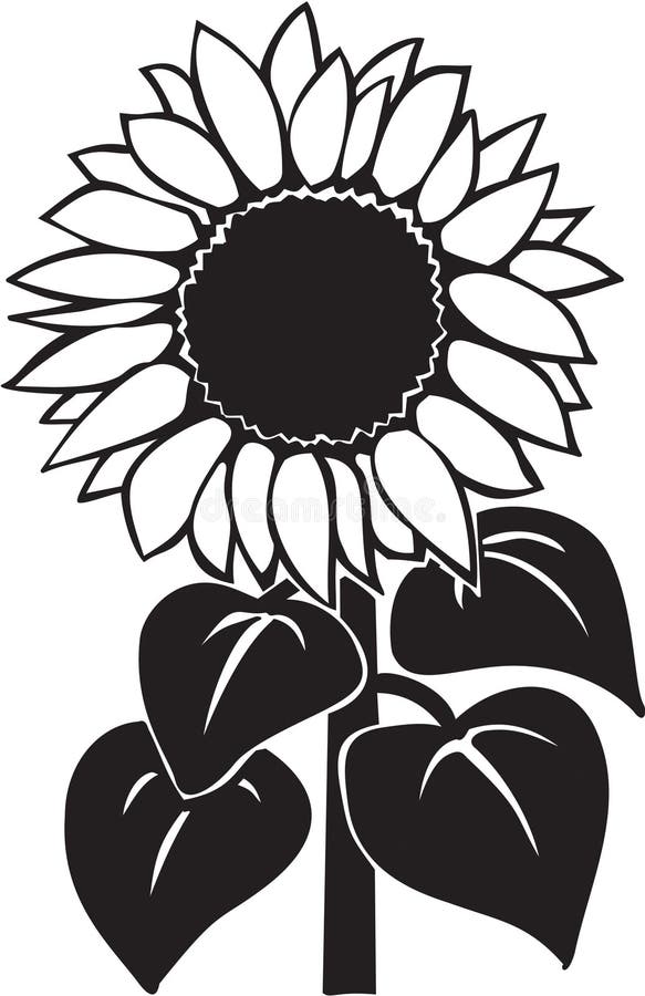 Black and white vector illustration of a sunflower.